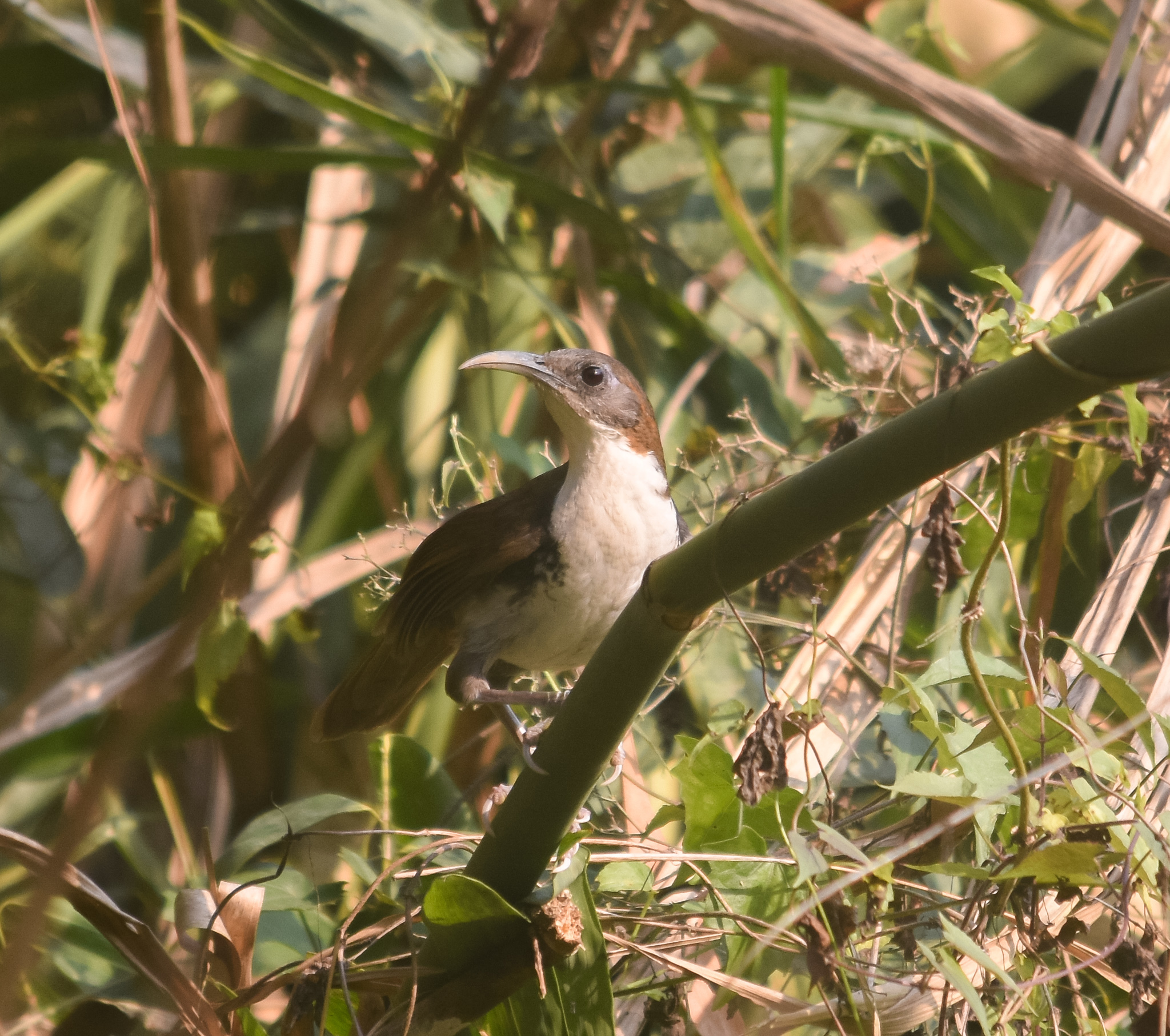 Large Scimitar-Babbler (Erythrogenys hypoleucos)