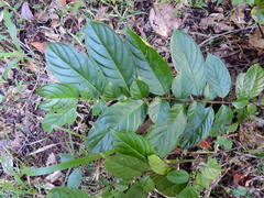 Rhamnus napalensis
