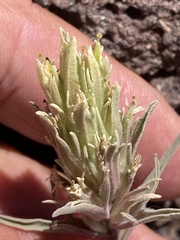 Castilleja pilosa