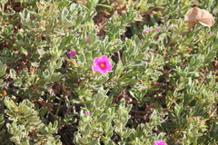 Cistus