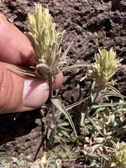 Castilleja pilosa
