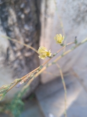 Lactuca serriola