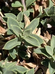 Penstemon davidsonii praeteritus