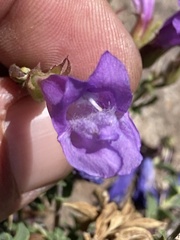 Penstemon davidsonii praeteritus