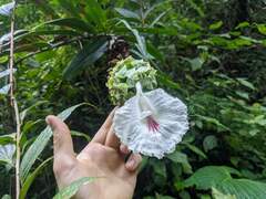 Dimerocostus cryptocalyx
