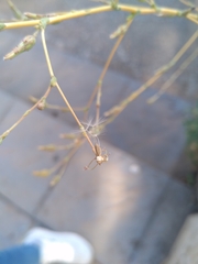 Lactuca serriola