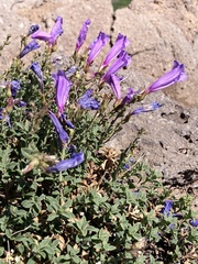 Penstemon davidsonii praeteritus