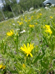 Heterotheca villosa foliosa
