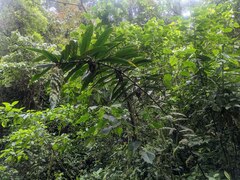 Dimerocostus cryptocalyx