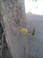 Lactuca serriola