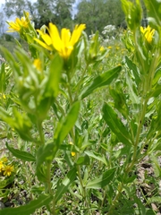 Heterotheca villosa foliosa