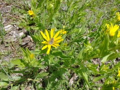 Heterotheca villosa foliosa
