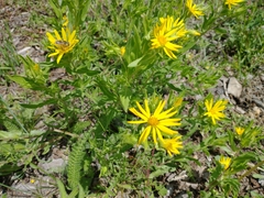 Heterotheca villosa foliosa