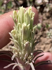 Castilleja pilosa