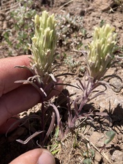 Castilleja pilosa