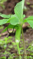 Arisaema tortuosum