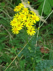 Jacobaea vulgaris