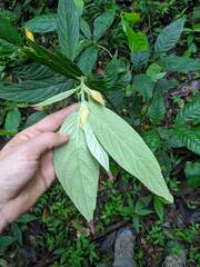 Columnea picta