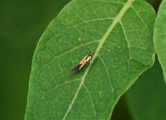 Neoheliodines
