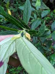 Columnea picta
