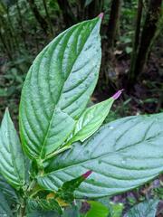 Columnea picta