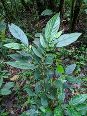 Columnea picta