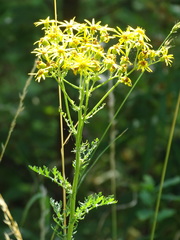 Jacobaea vulgaris