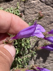 Penstemon davidsonii praeteritus