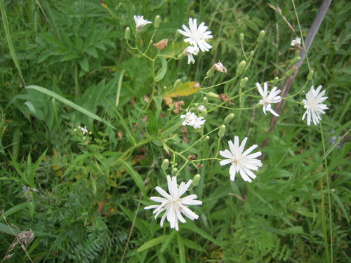Lactuca sibirica iNat (2)
