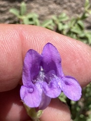 Penstemon davidsonii praeteritus