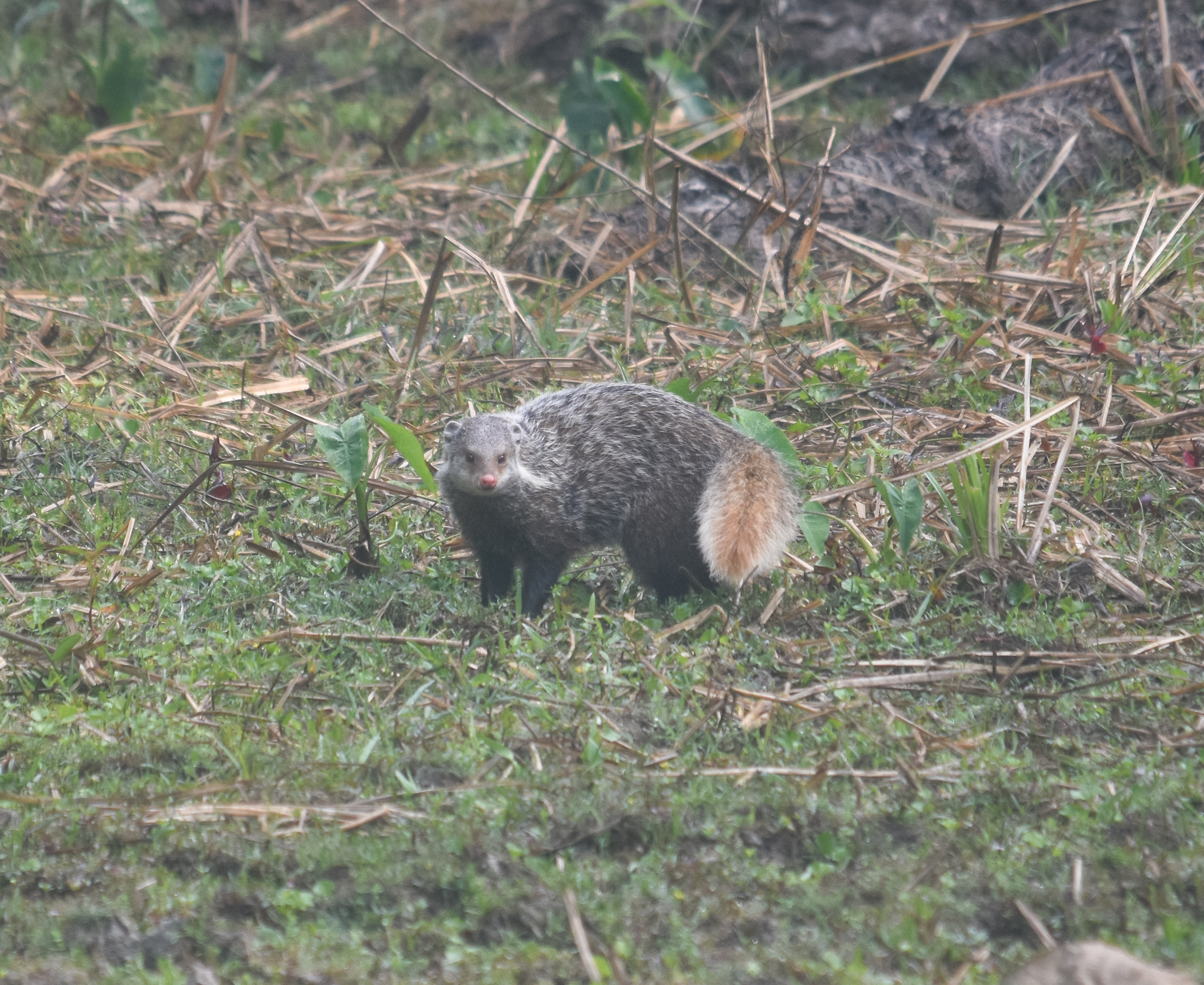 Herpestes urva (Hodgson, 1836)