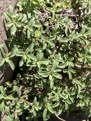 Penstemon davidsonii praeteritus