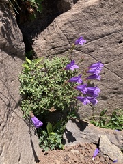 Penstemon davidsonii praeteritus