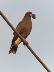 Rostrhamus sociabilis