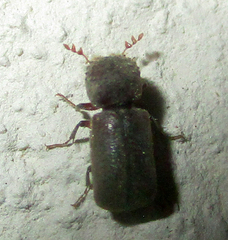 Sinoxylini