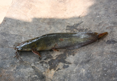 Clarias magur