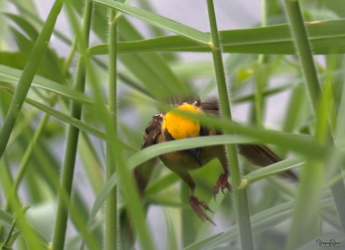 Baya Weaver