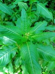 Impatiens glandulifera