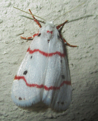 Cyana pretoriae