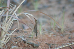 Brachynemurus