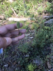 Sanguisorba occidentalis