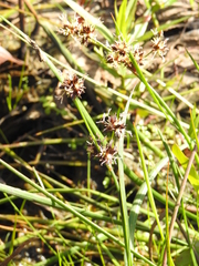 Juncus phaeocephalus