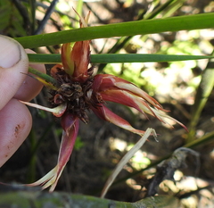 Juncus phaeocephalus