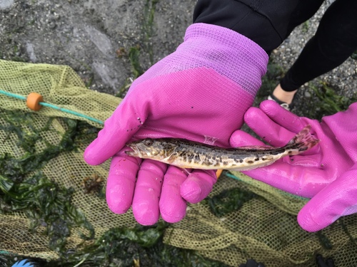 Ophiodon elongatus