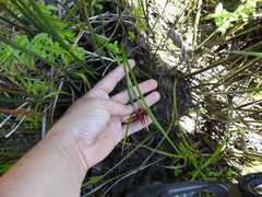 Juncus phaeocephalus