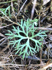 Ranunculus inundatus