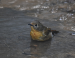 Cyornis whitei