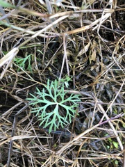 Ranunculus inundatus