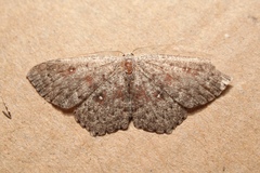 Cyclophora pendularia