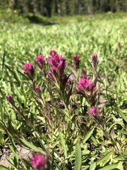 Castilleja lemmonii